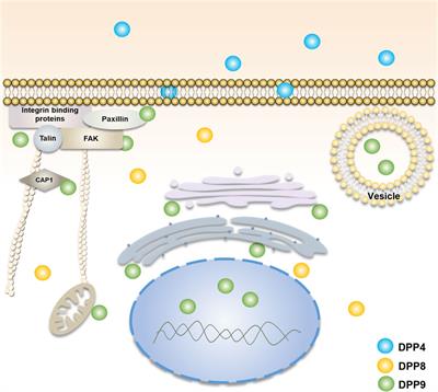 New insights into the role of dipeptidyl peptidase 8 and dipeptidyl peptidase 9 and their inhibitors